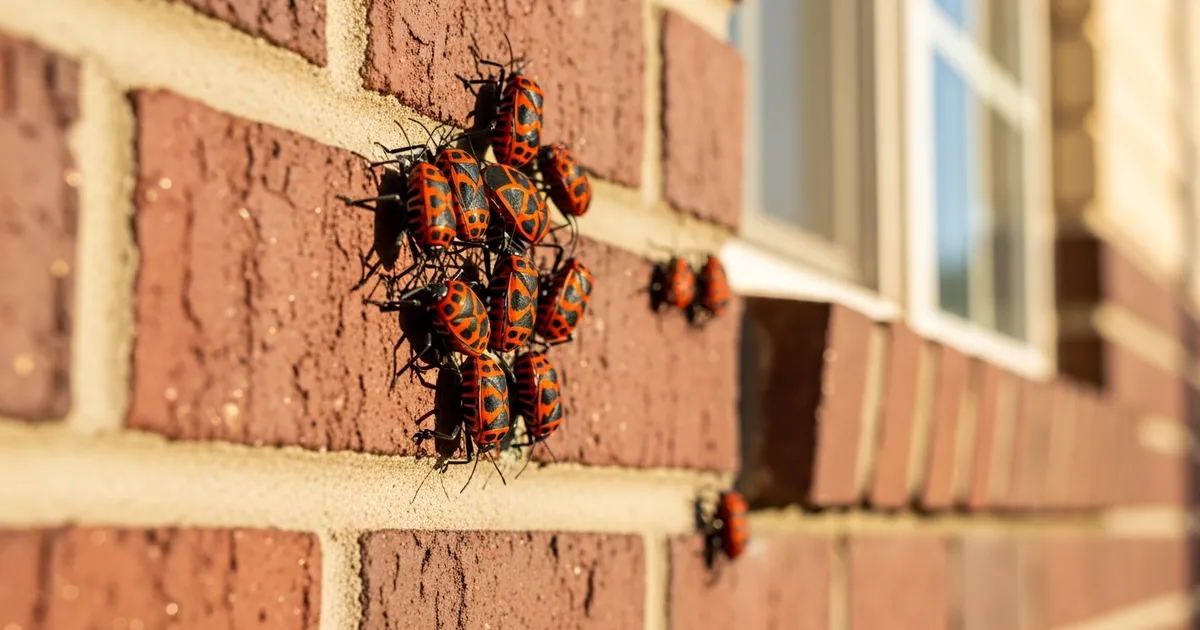 Box Elder Bugs Utah