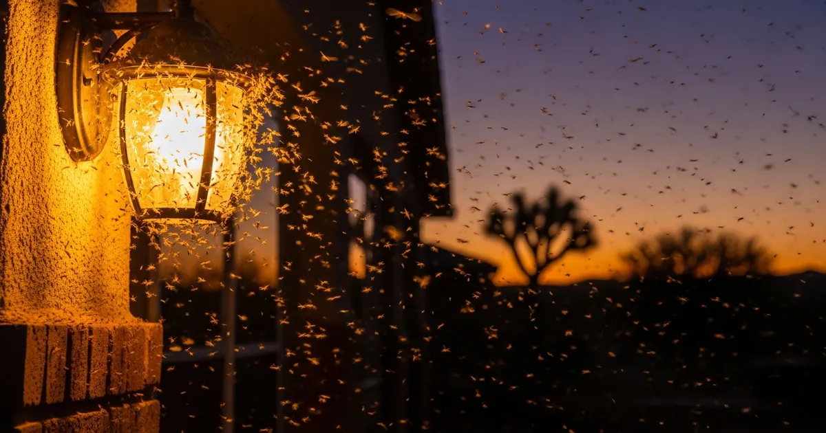 Termite Season St George