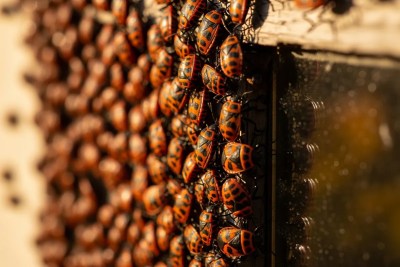 Box Elder Bugs - common pest in our service area