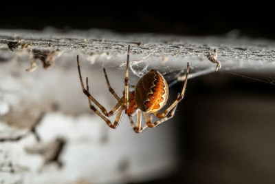 Brown Widow Spider - common pest in our service area