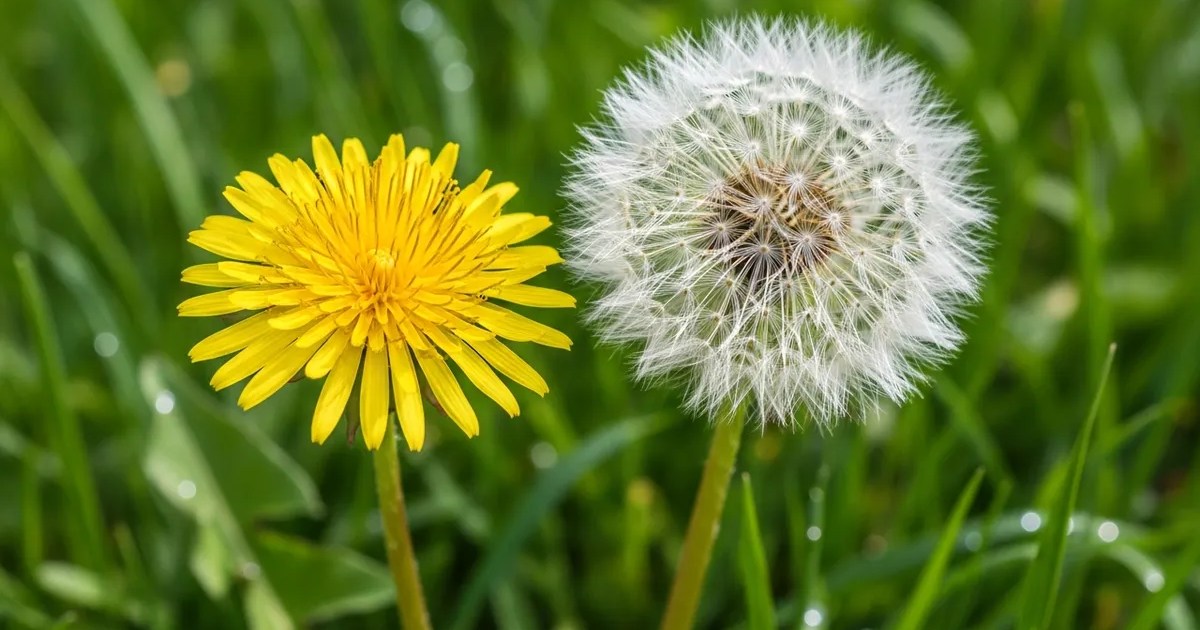 Dandelion - common pest in our service area