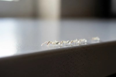 Ghost Ants - common pest in our service area