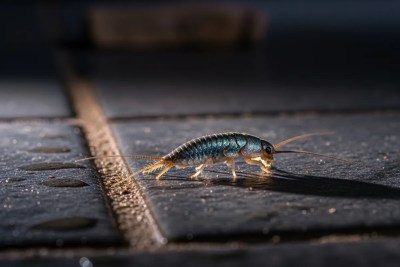 Silverfish - common pest in our service area