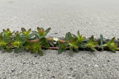 Spotted Spurge - common pest in our service area