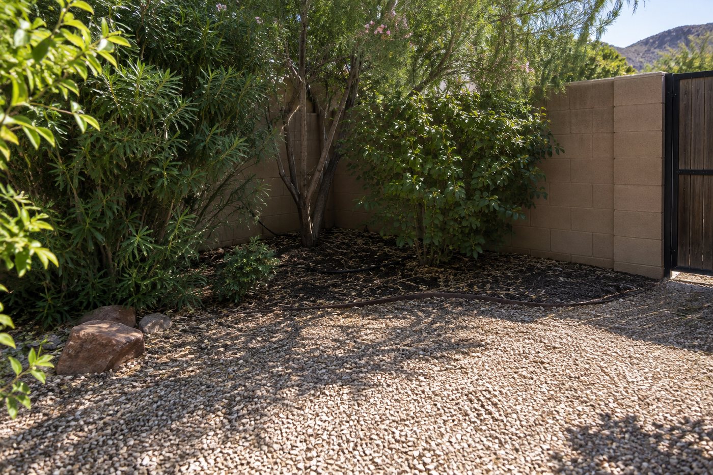 Shaded corner of a Southern Utah yard where shrubs and a small tree cover damp soil beside two block walls