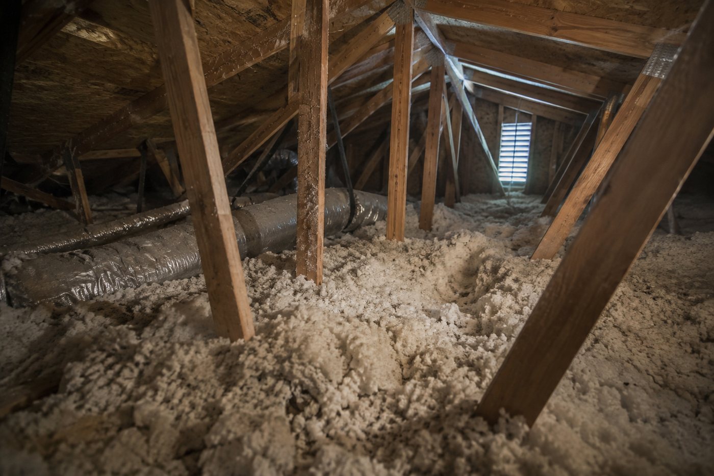 Attic trusses over blown-in insulation with a disturbed path where rodents have been moving